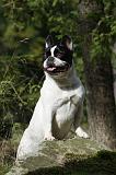 BOULEDOGUE FRANCAIS 753